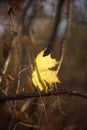 Golden maple leaf on a dry branch in autumn forest Royalty Free Stock Photo