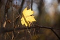 golden maple leaf on a dry branch in the autumn forest Royalty Free Stock Photo