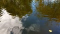 Golden maple leaf is floating alone at water surface Royalty Free Stock Photo