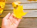 Golden maple leaf in the hands of a girl on a wood background Royalty Free Stock Photo