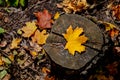 A golden maple leaf, lying on a sawn, old stump. Royalty Free Stock Photo