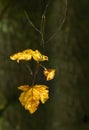 Golden Maple Leaves Against Dark Tree Trunks