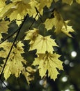 Golden Maple leaves in bright fall sunlight