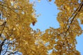 Golden maple leaves on a dark background on a sunny autumn day in the shape of a frame