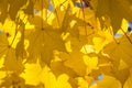 Golden Maple Leaves Exhibiting the Elegance of Autumn