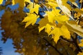 Golden Maple Leaves Exhibiting the Elegance of Autumn