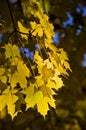 Golden maple leaves in sunlight.