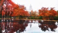 Golden maple tree alley in Moscow park in nasty autumn Royalty Free Stock Photo