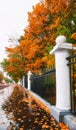 Golden maple tree alley in Moscow park in nasty autumn Royalty Free Stock Photo