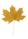 Golden maple tree leaf Royalty Free Stock Photo