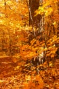 Golden maple trees