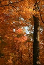 Golden maple trees