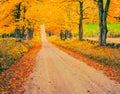 Golden Maples line a road in Vermont Royalty Free Stock Photo