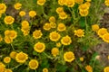 Golden marguerite Anthemis tinctoria, dye plant Royalty Free Stock Photo