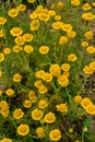 Golden marguerite Anthemis tinctoria, dye plant Royalty Free Stock Photo