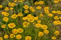 Golden marguerite Anthemis tinctoria, dye plant Royalty Free Stock Photo