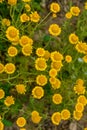 Golden marguerite Anthemis tinctoria, dye plant Royalty Free Stock Photo