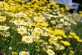 Golden marguerite Anthemis tinctoria. Royalty Free Stock Photo