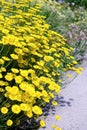 Golden marguerite Anthemis tinctoria. Royalty Free Stock Photo