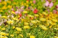 Golden Marguerite, Anthemis tinctoria Royalty Free Stock Photo