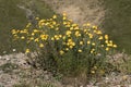 Flowers of the golden marguerite