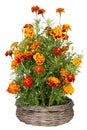 Golden Marigold flowers grow in basket