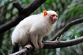 Golden Marmoset Royalty Free Stock Photo