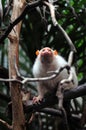 Golden Marmoset Royalty Free Stock Photo