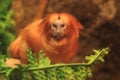 Golden marmoset Royalty Free Stock Photo