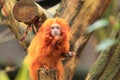 Golden marmoset Royalty Free Stock Photo