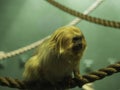 Golden Marmoset Royalty Free Stock Photo