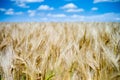 Golden ripe wheat field under a summer blue sky with white clouds Royalty Free Stock Photo