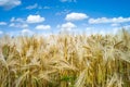 Golden ripe wheat field under a summer blue sky with white clouds Royalty Free Stock Photo