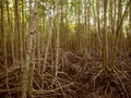 Golden Meadow Prong at Rayong, Thailand Royalty Free Stock Photo