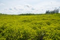 Golden Meadow Prong or Thung Prong Thong (Thai language) at Rayong, Thailand Royalty Free Stock Photo