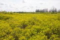 Golden Meadow Prong or Thung Prong Thong (Thai language) at Rayong, Thailand Royalty Free Stock Photo