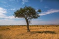 Golden meadows in the savanna fields in Kenya, Africa.