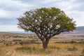 Golden meadows in the savanna fields in Kenya, Africa.