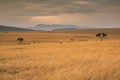 Golden meadows in the savanna fields in Kenya, Africa.