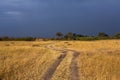 Golden meadows in the savanna fields in Kenya, Africa.