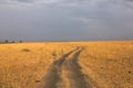 Golden meadows in the savanna fields in Kenya, Africa.