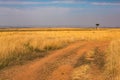 Golden meadows in the savanna fields in Kenya, Africa.