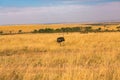 Golden meadows in the savanna fields in Kenya, Africa.