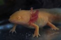 Golden Mexican Axolotl Walking Fish Royalty Free Stock Photo