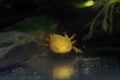 Golden Mexican Axolotl Walking Fish Royalty Free Stock Photo