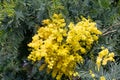 Golden Mimosa Tree Acacia Baileyana blooming