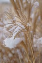 Miscanthus sinensis grass covered with snow, soft focus. Ornamental chinese silver grass in winter