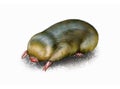 Golden moles (Chrysochloridae