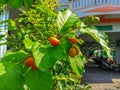 Golden Moments: Sunlight on the Leaves of an Arabian Chickpeas Tree in Fruit-bearing Season