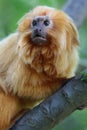 Golden Monkey Royalty Free Stock Photo